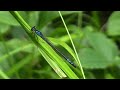 Tiny Blue Tailed Damselfly (Coenagrionidae)