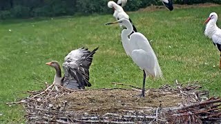 Čápi Makov | Sněhurka a Vějířka na návštěvě hnízda | Snow White and Vejirka visiting the nest