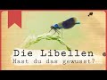 Die Libellen | 3 spannende Fakten