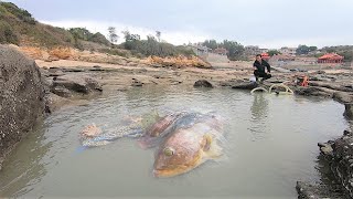 大潮后棒槌坑里鱼群涌动，大弟直接抽干抓，竟发现罕见“孔雀眼”