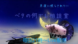 ヤフオク出品のベタ撮影中♬【2021年8月20日】ベタの何でも相談室別館