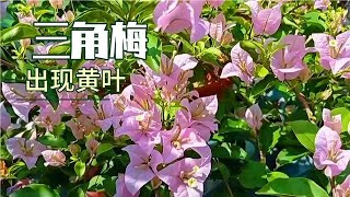 三角梅冬天施肥要点，还有黄叶的情况该怎么办？告诉你正确方法。