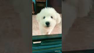 வேப்பங்குளத்து சூசை உன்ன வெட்டிடாரு#shortsfeed#doglover#funny#vadivelcomedy@