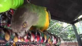 Kili Senegal Parrot - Happy 6th Birthday