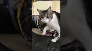 She Said She Wanted A Play Tent For Her Cats! | The Dodo