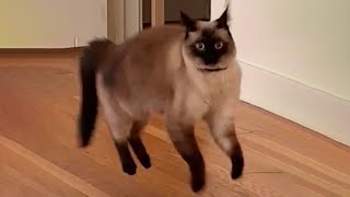 Cats with unexplained behavior