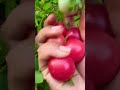 #shortvideo #mygarden #cherrytomatoes