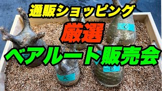 【塊根植物】厳選グラキリス！ベアルート株販売会！！北諸コーデックス部