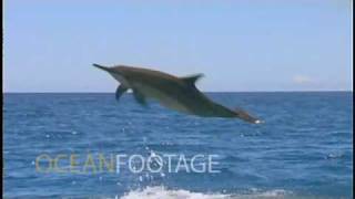 Spinner Dolphin jumping in slow motion