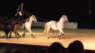 Lorenzo The Flying Frenchman Your Horse Live 2016 Part 1