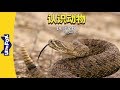 Meet the Animals 14: Rattlesnake (认识动物 14：响尾蛇) | Animals | Chinese | By Little Fox