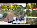 TERSESAT di tengah hutan pinus, Jalur Wisata Bukit Mbeser ke Dempes Part.2