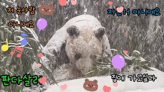 눈속의왕자 러바오 #에버랜드판다월드 #panda #러바오