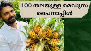 100തലയുള്ള പൈനാപ്പിൾ || MEDUSA PINEAPPLE || 9496023400