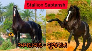 Marwadi Horse Stallion Saptansh Ahmedabad || ગુજરાત મારવાડી ઘોડો સપ્તાશં અમદાવાદ || #marwadihorses