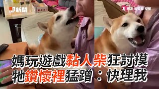 黏人柴鑽媽媽懷裡猛蹭❤️不讓玩遊戲：快摸我｜寵物動物｜柴犬｜撒嬌｜精選影片