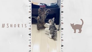 先住猫と新入り子猫の初めてのご対面 #Shorts