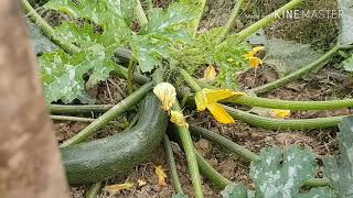 আমাদের সবজি বাগান/our vegetable garden