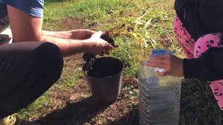 harvesting ginger at home