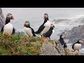 The Welcome Desk: A Closer Look at Seabirds