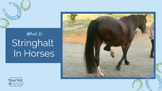 Clinical Signs Of Stringhalt In Horses