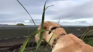 Hugh Clark -President of Alaska Waterfowl and his Greatland Dog \