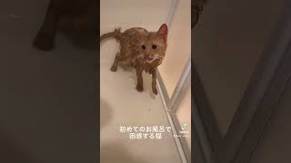 初めてのお風呂で困惑する猫 #shorts #ねこ