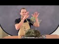 vitex bonsai root over rock the bonsai supply