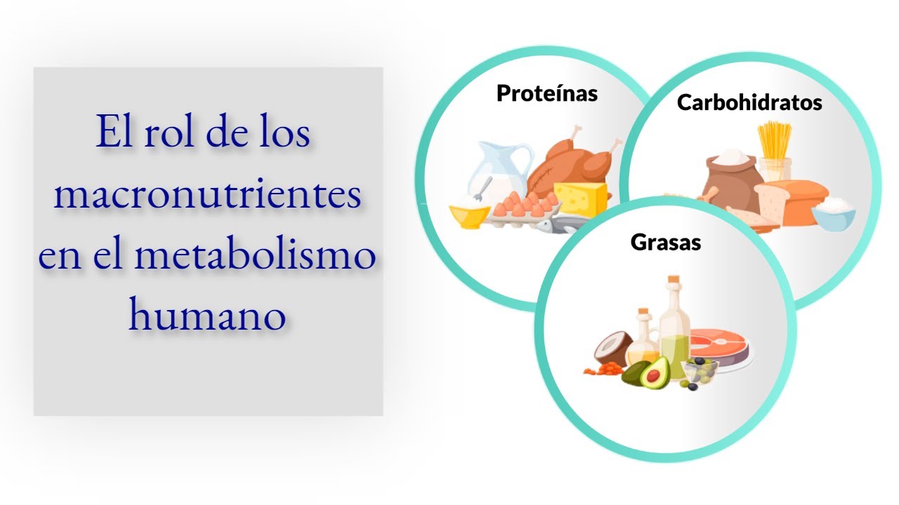 Los Macronutrientes Y Su Rol En El Metabolismo Humano - YouTube