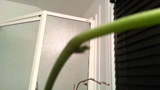 2013-02-20 - A secondary spike growing on a secondary spike?