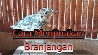 CARA MENJINAKAN BRANJANGAN || Trik Menjinakan Burung Branjangan