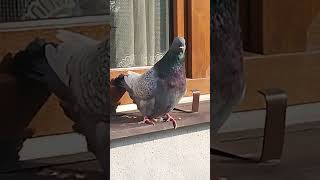 Holub hřivnáč #holub #hrivnac #pigeon #taube #columbae #piccione #golab