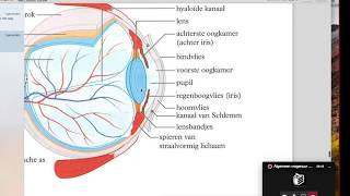 Het oog