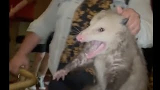 Alaska Woman Expertly Removes Opossum From Brooklyn Bar