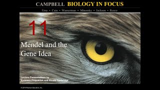 Biology in Focus Chapter 11: Mendel and the Gene