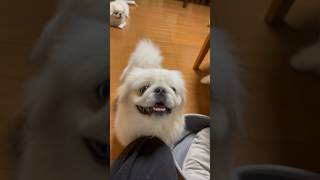 ペキニーズ　セブくん　猫のおもちゃに弄ばれる🐾😮　#pekingese #ペキニーズ #多頭飼い  #犬と猫のいる暮らし