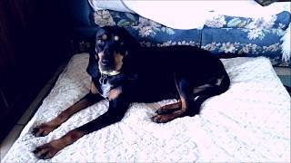 Hound Sounds Maybellene CoonHound RickKennedyFilms