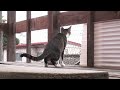 外の鳥に興奮する猫 ohagi gets excited to see birds.