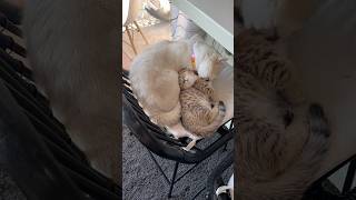 Did our cat adopt a kitten?