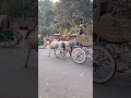 ঢাকা রাজধানীতে হঠাৎ করে ঘোড়ার গাড়ির দেখা গেলো horse carriage was suddenly seen in dhaka capital