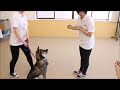 犬用手作り食試食｜動物専門学校 トリマー 動物看護師 アクアリウム 動物のお仕事