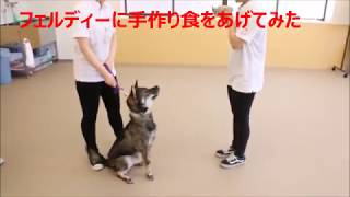 犬用手作り食試食｜動物専門学校 トリマー 動物看護師 アクアリウム 動物のお仕事