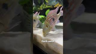 Feeding the 150 Gallon South American Cichlid Aquarium 🤩