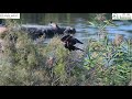 marsh harrier זרון סוף hunting 23.10.20