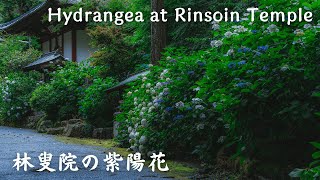 【4K】林叟院の紫陽花 - Hydrangeas at Rinsoin Temple / Walking tour / Japan / DJI Pocket 2