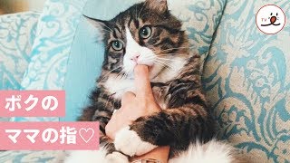 飼い主さんの指をおしゃぶりに…💕 子猫時代からずっと甘えん坊なニャンコの軌跡🐈【PECO TV】