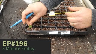 EP196 - How we plant Fuchsia cuttings on the nursery