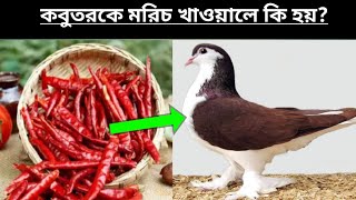 কবুতরকে মরিচ খাওয়ালে কি হয়?