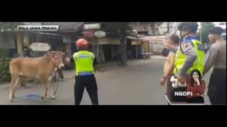 HEBOH! Sapi Ngamuk di Jalur Mudik, Polisi Diseruduk di Solo ✔