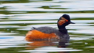 Potápka černokrká (Podiceps nigricollis),Schwarzhalstaucher,Black-necked grebe